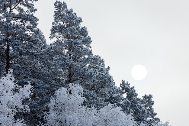 Close up of snow-covered tops of fir trees under snowfall against the background of a white frosty forest