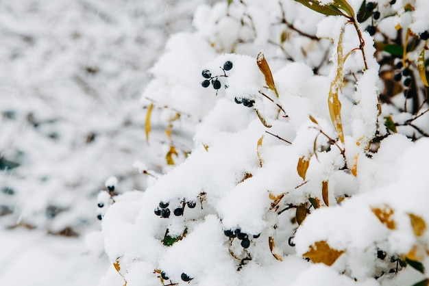 Foto close-up di un albero coperto di neve sul campo