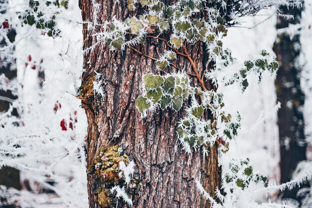 Foto prossimo piano del tronco di un albero coperto di neve