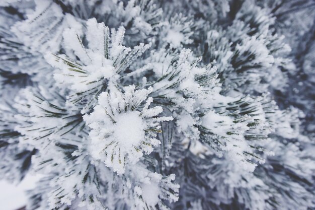 Photo close-up of snow covered tree