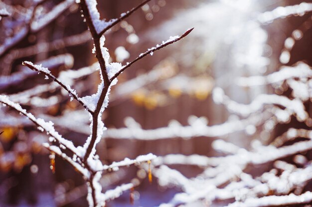 Photo close-up of snow covered tree