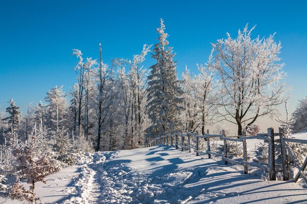 Close-up of snow covered trees against clear sky