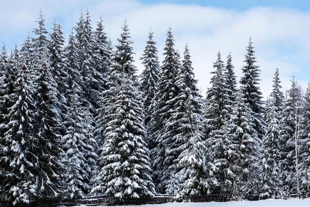 Photo close-up of snow covered trees against sky