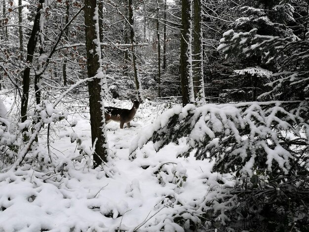 Close-up of snow covered trees in forest