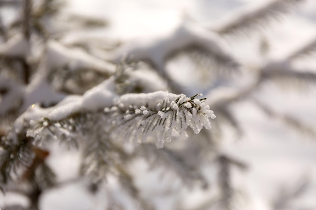 Close up snow covered winter spruce frost branches christmas tree background