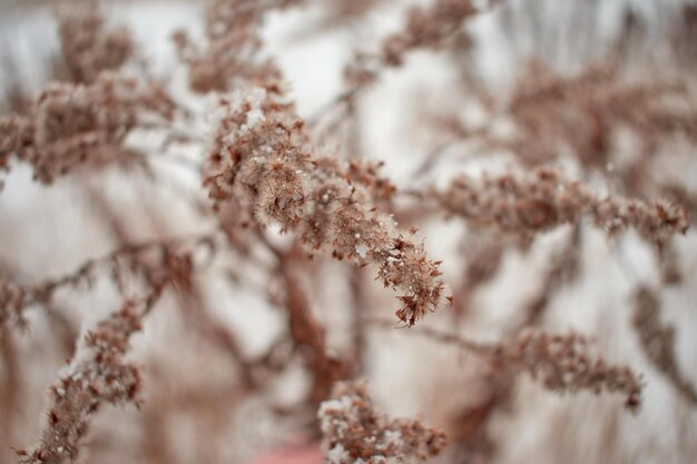 Photo close-up of snow on  a dead plant