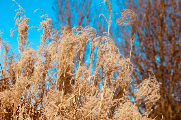 Close-up of snow on field against clear blue sky