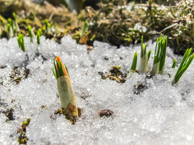 Prossimo piano della neve sul campo durante l'inverno