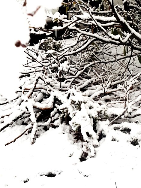 Close-up of snow on field during winter