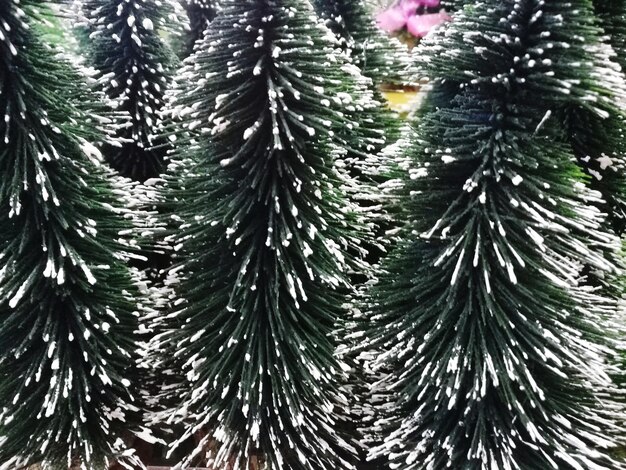 Photo close-up of snow on pine trees