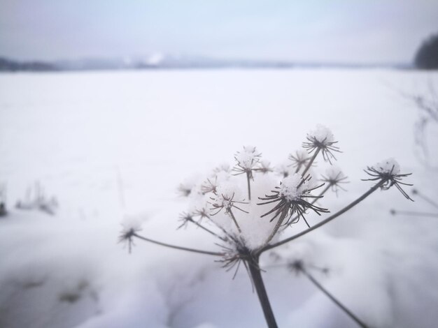 Close-up of snow on plant against sky