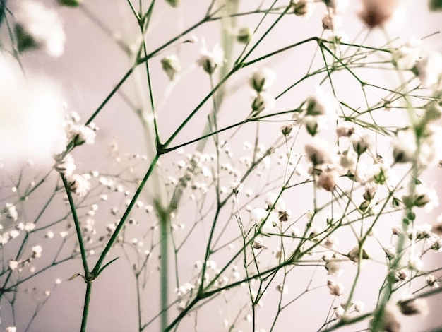 Photo close-up of snow on plant against sky