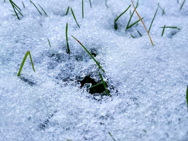 Close-up of snow on plant during winter