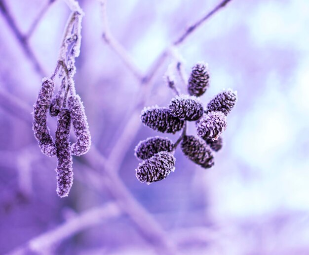 Close-up of snow on plant during winter