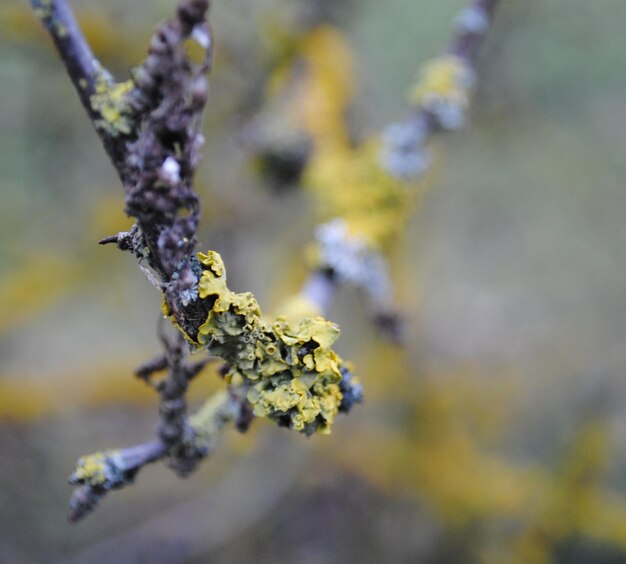 Photo close-up of snow on plant during winter