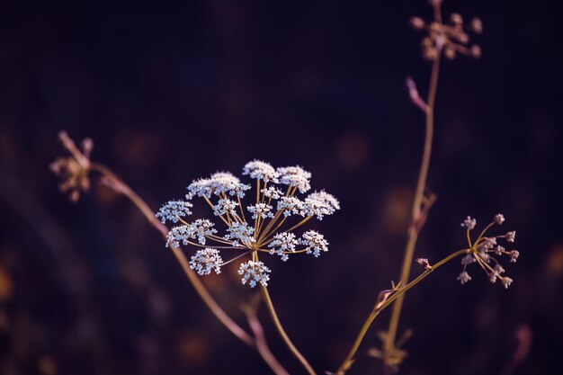 Close-up of snow on plant