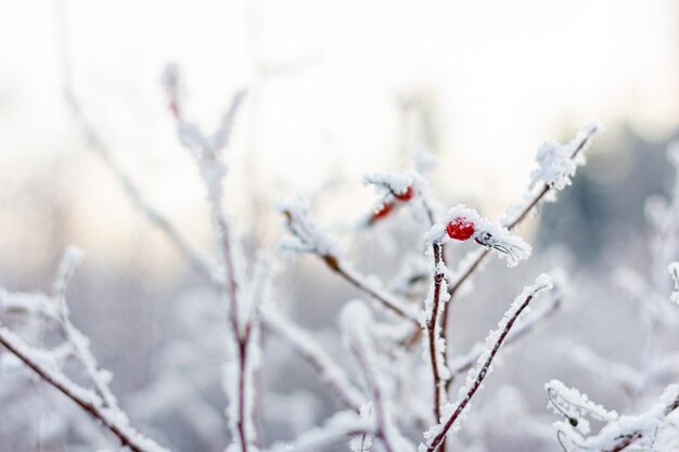 Photo close-up of snow on plant