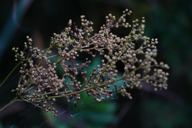 Close-up of snow on plant