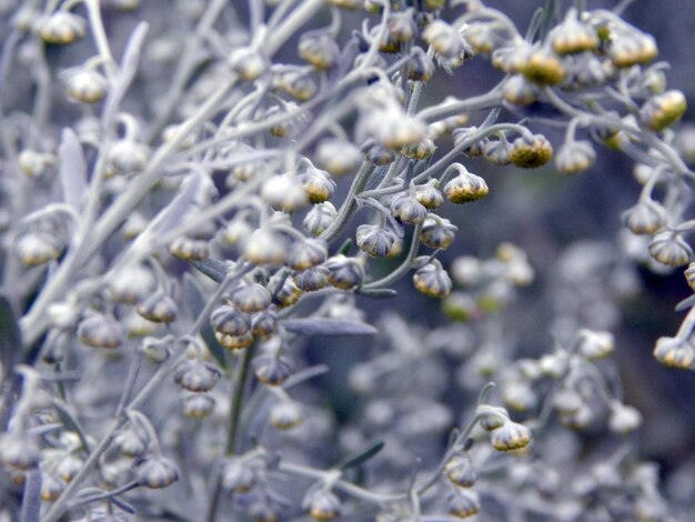 Photo close-up of snow on plant