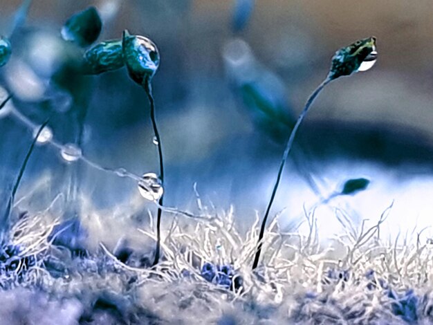 Close-up of snow on plant