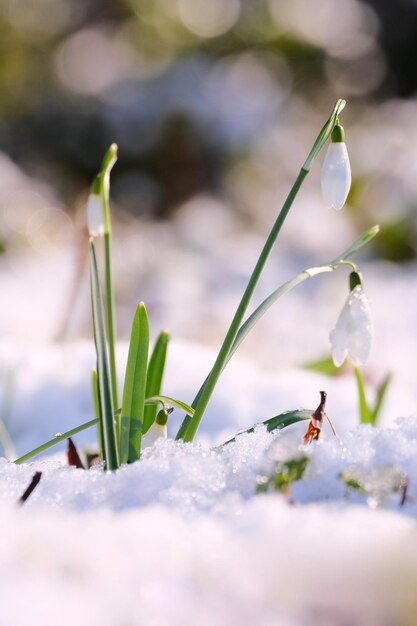 工場の雪のクローズアップ
