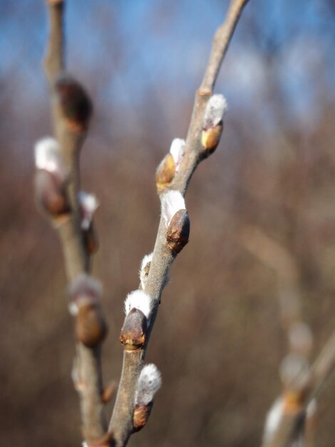 Close-up of snow on plant