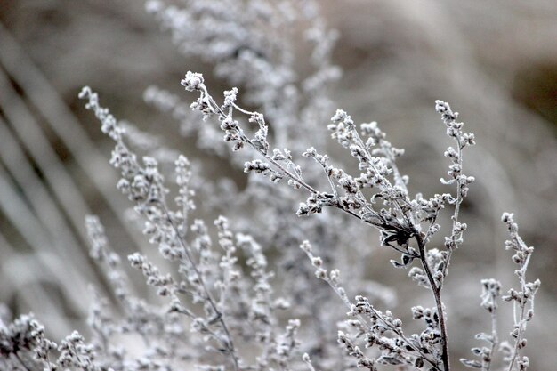 Close-up of snow on plant