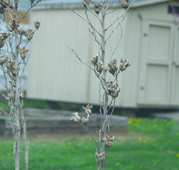 Close-up of snow on plant