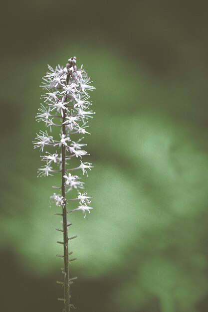 Photo close-up of snow on plant