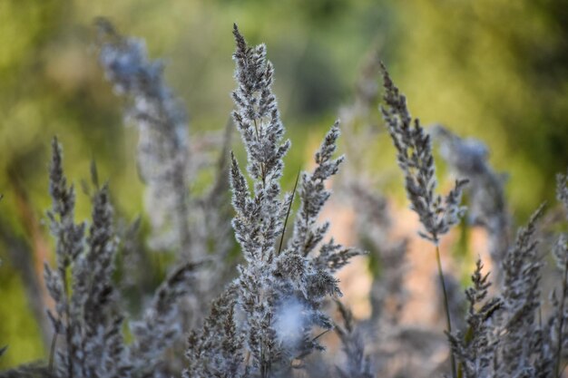 Close-up of snow on plant