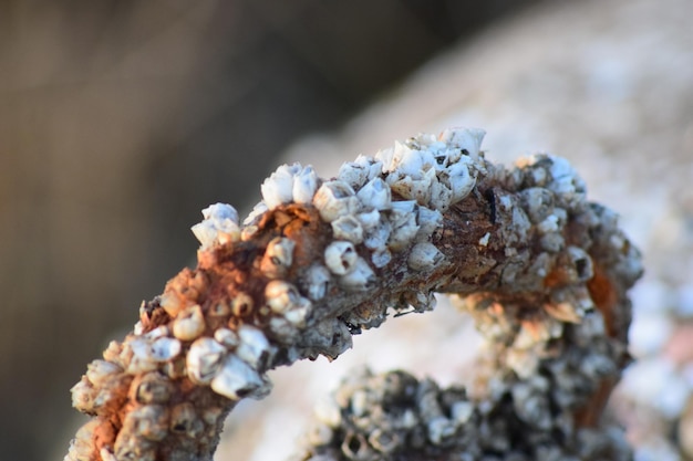 Foto prossimo piano della neve sull'impianto