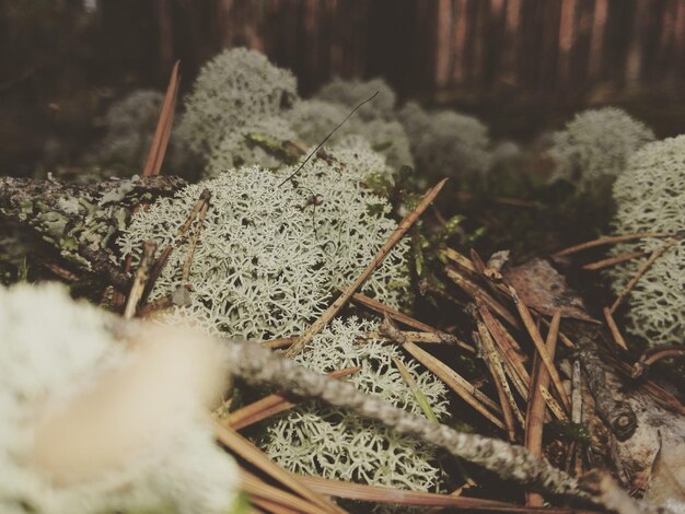 Photo close-up of snow on plants during winter