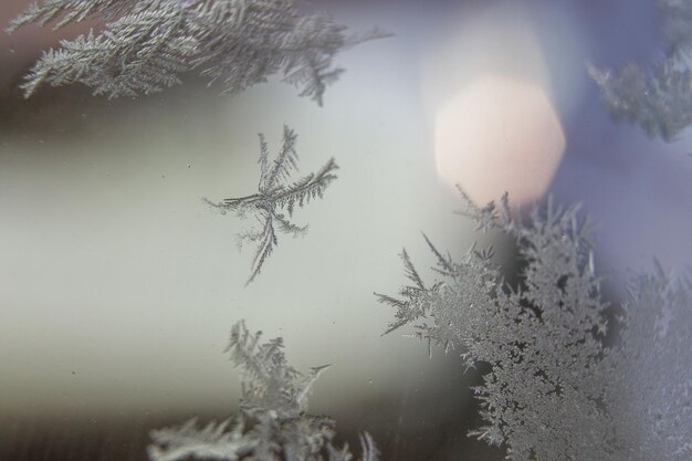 Photo close-up of snow on plants during winter