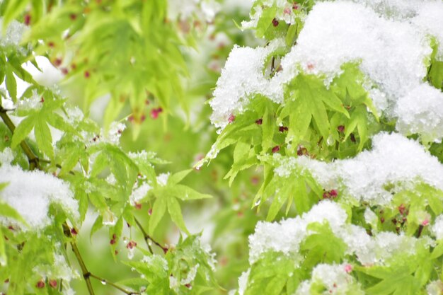 Close-up of snow on plants during winter