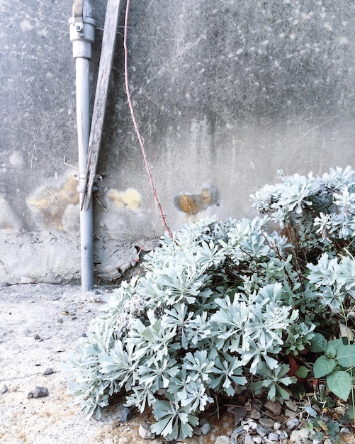 Photo close-up of snow on plants during winter