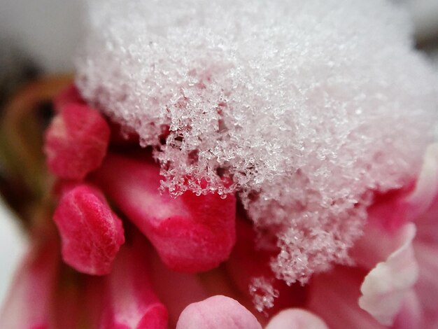 Foto close-up della neve su un fiore rosso