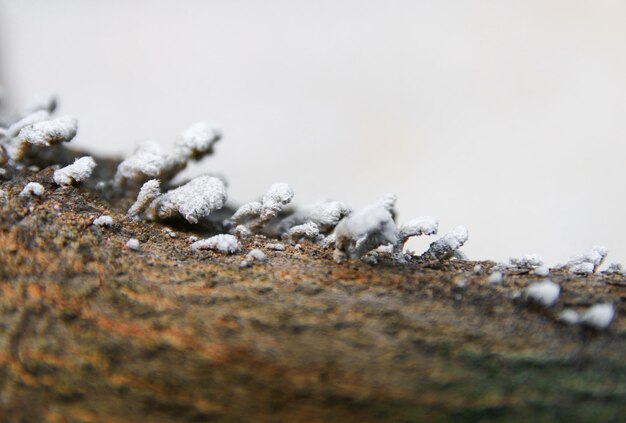 Photo close-up of snow on rock