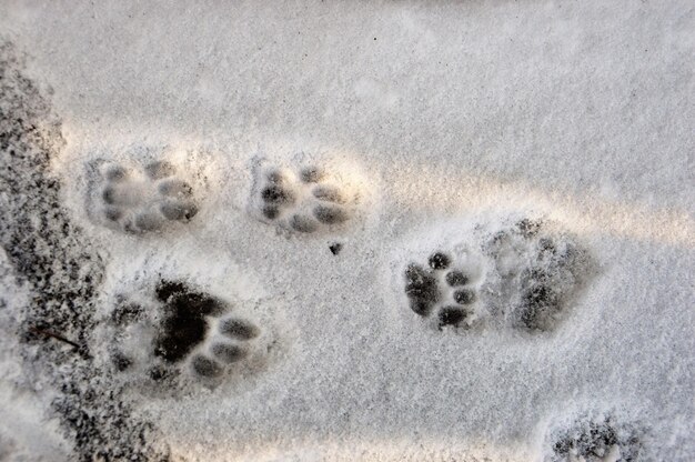 Photo close-up of snow on sand