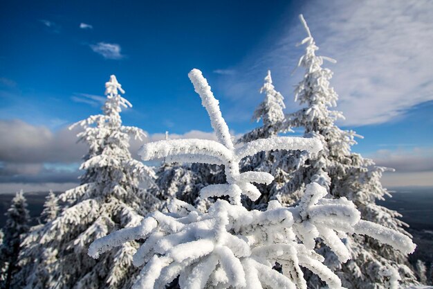 Close-up of snow on sea against sky