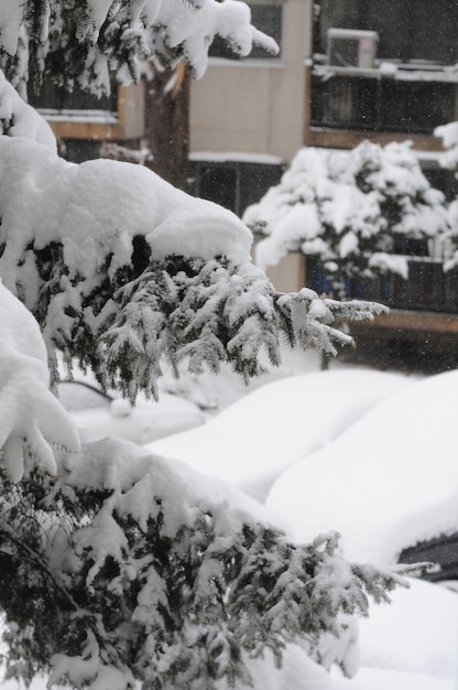 Foto close-up della neve sull'albero durante l'inverno