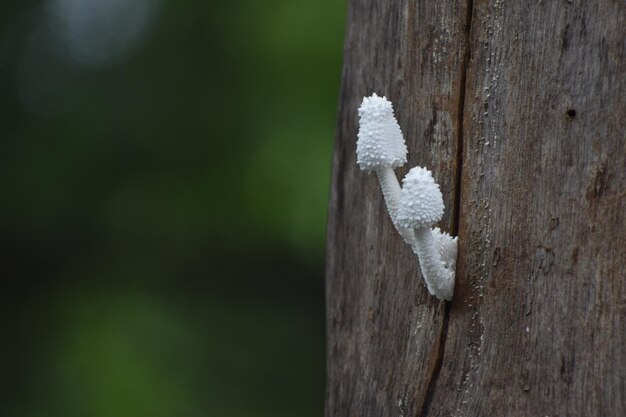 Photo close-up of snow on tree trunk