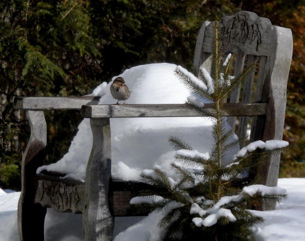 Close-up of snow on tree during winter