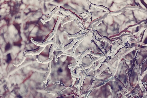 Foto prossimo piano della neve sull'albero