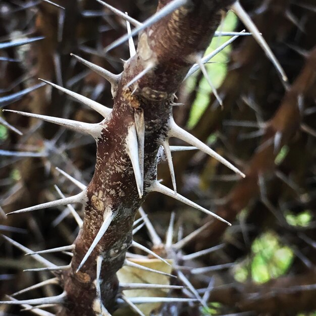 Photo close-up of snow on tree