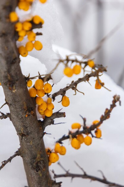 Close-up of snow on tree