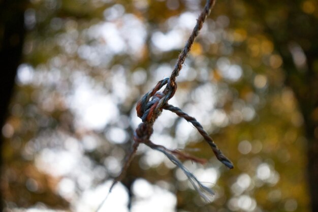 Photo close-up of snow on twig