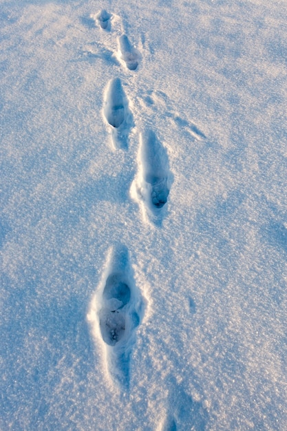 損傷のある雪にクローズアップ