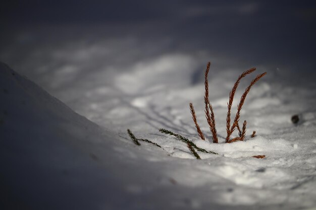 Photo close-up of snow