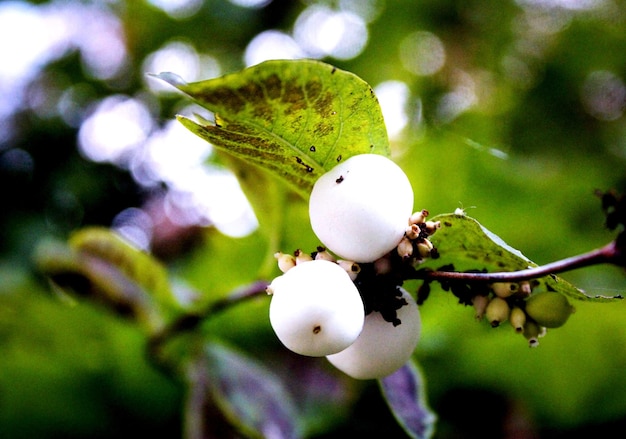 Photo close up on snowberry