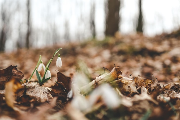 Close up of a snowdrop flower against blurred background of forest and leaves Delicate beauty of nature in spring